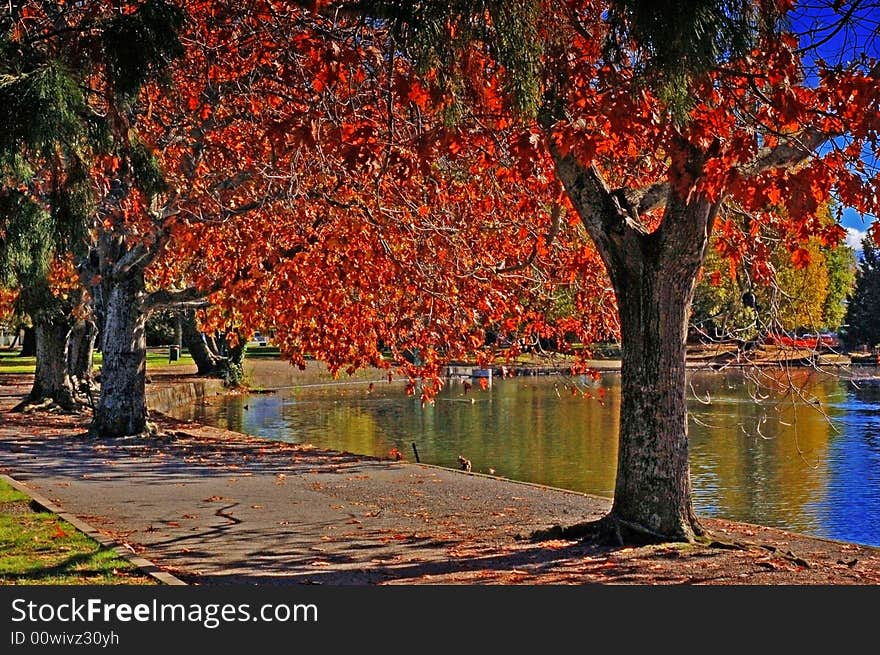 Red leaves at lakeside in park. Red leaves at lakeside in park