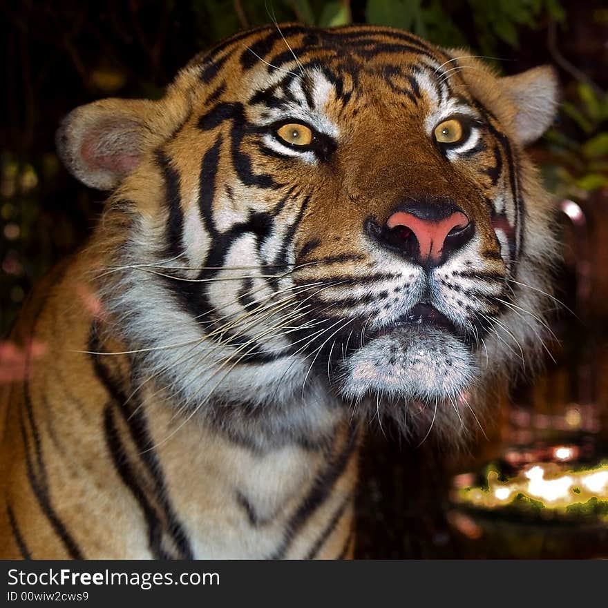 Sumatran Tiger staring at the camera