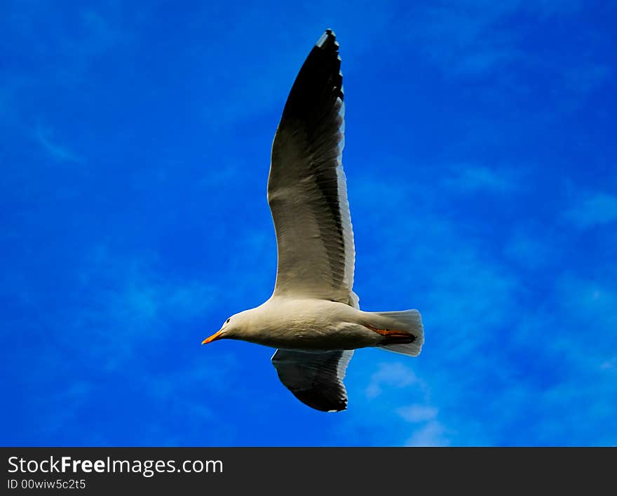 Flying seagull and blue skies