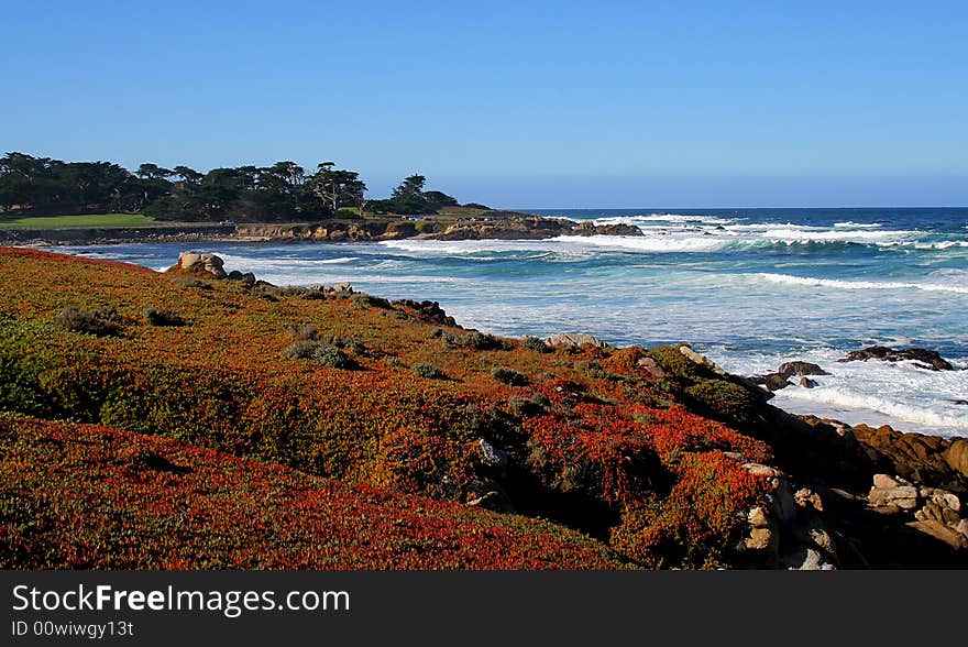 Flowers on the coast of California. Flowers on the coast of California