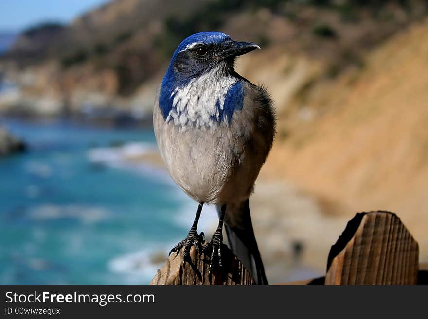 Bird close-up