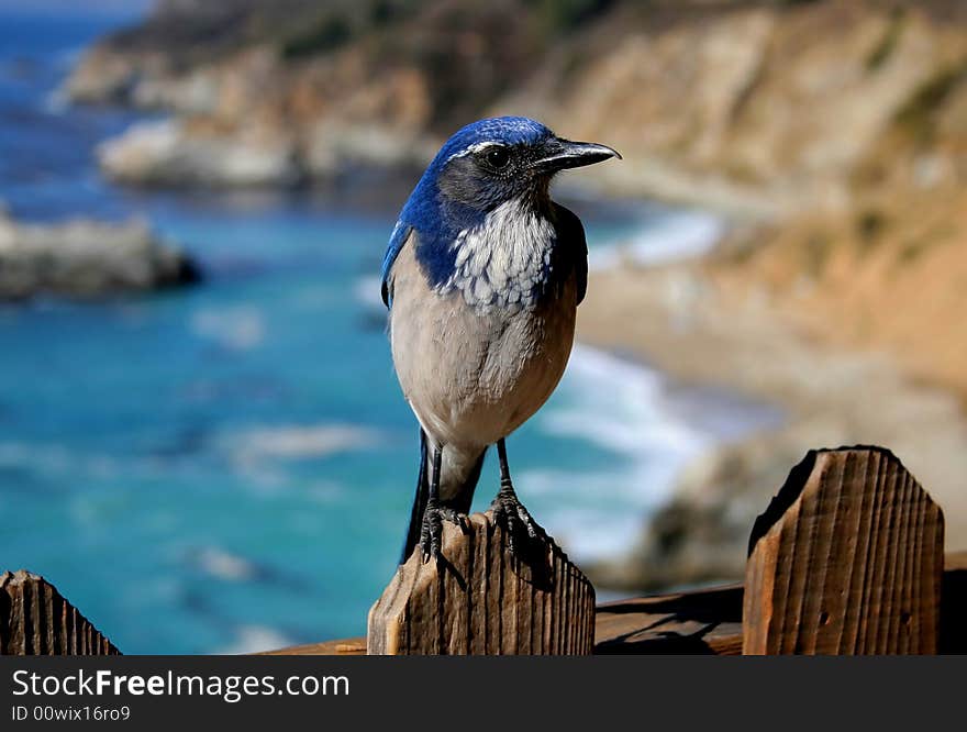 Close up of blue bird in California. Close up of blue bird in California