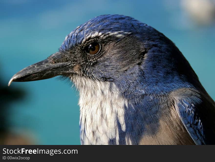 Close up of blue bird in California. Close up of blue bird in California