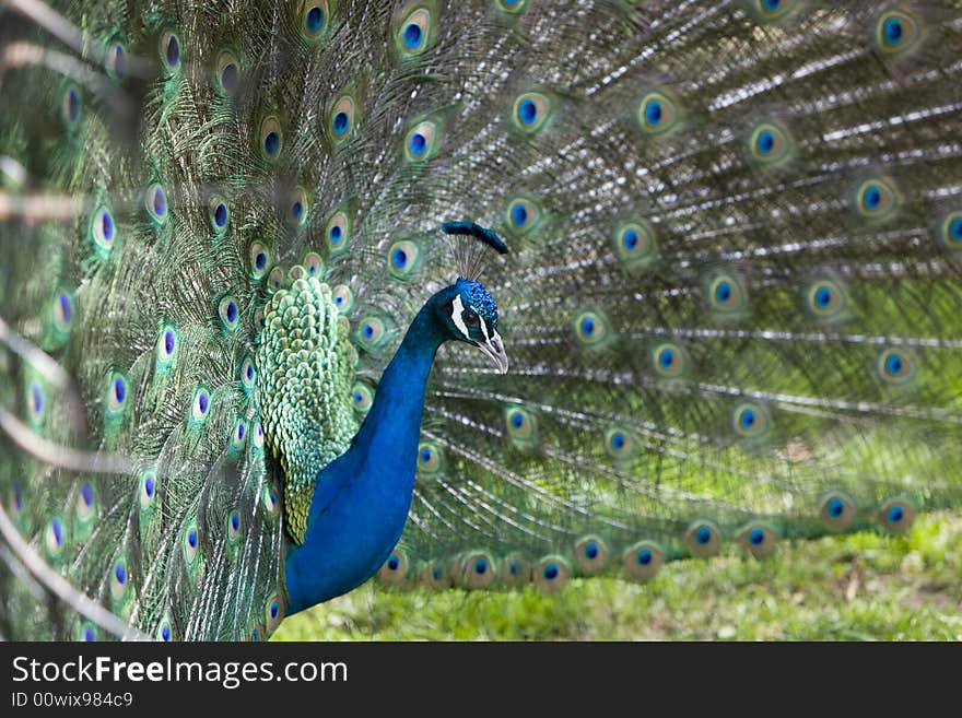 Peacock