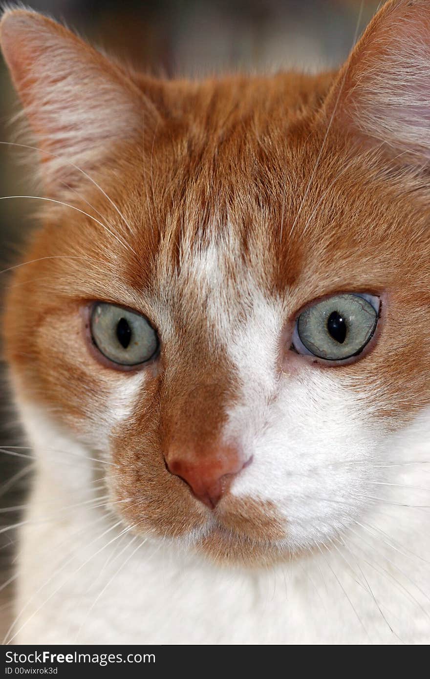 Ginger and white tabby cat with green eyes. Ginger and white tabby cat with green eyes