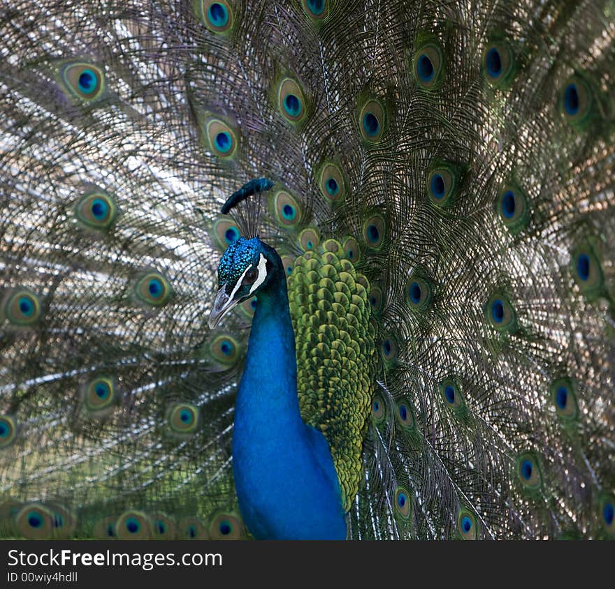 Peacock