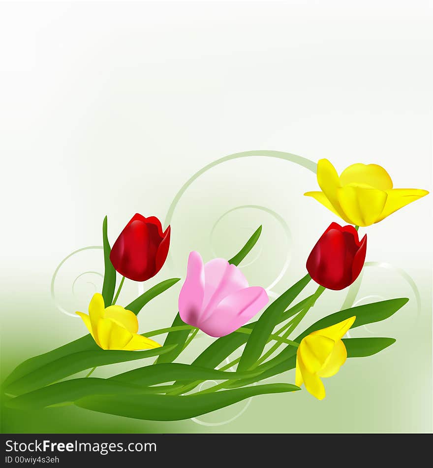 Beautiful yellow, pink and red tulips. Vector illustration. Beautiful yellow, pink and red tulips. Vector illustration