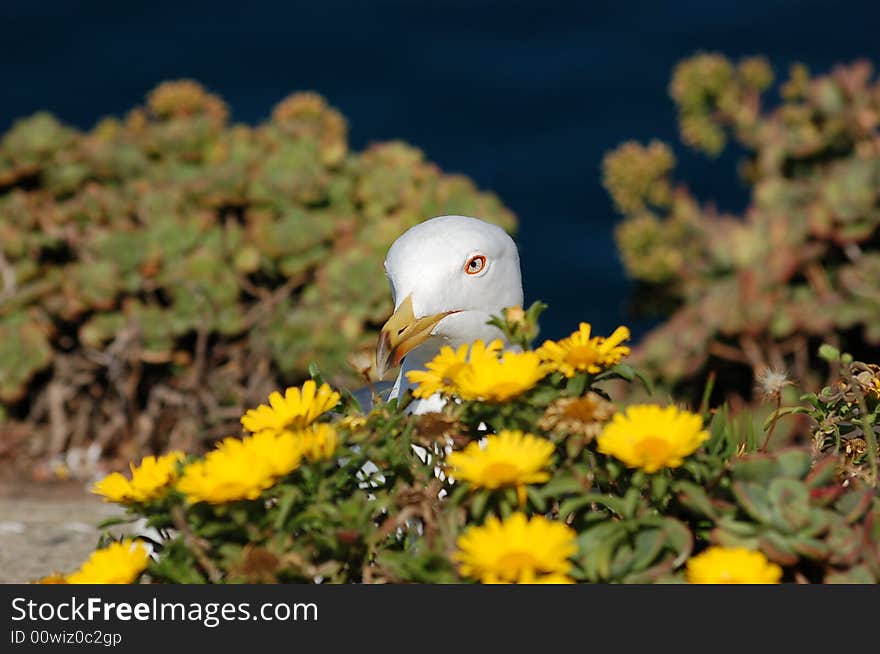 Seagull amongst the flowers at Bleak House, Gibraltar. Seagull amongst the flowers at Bleak House, Gibraltar