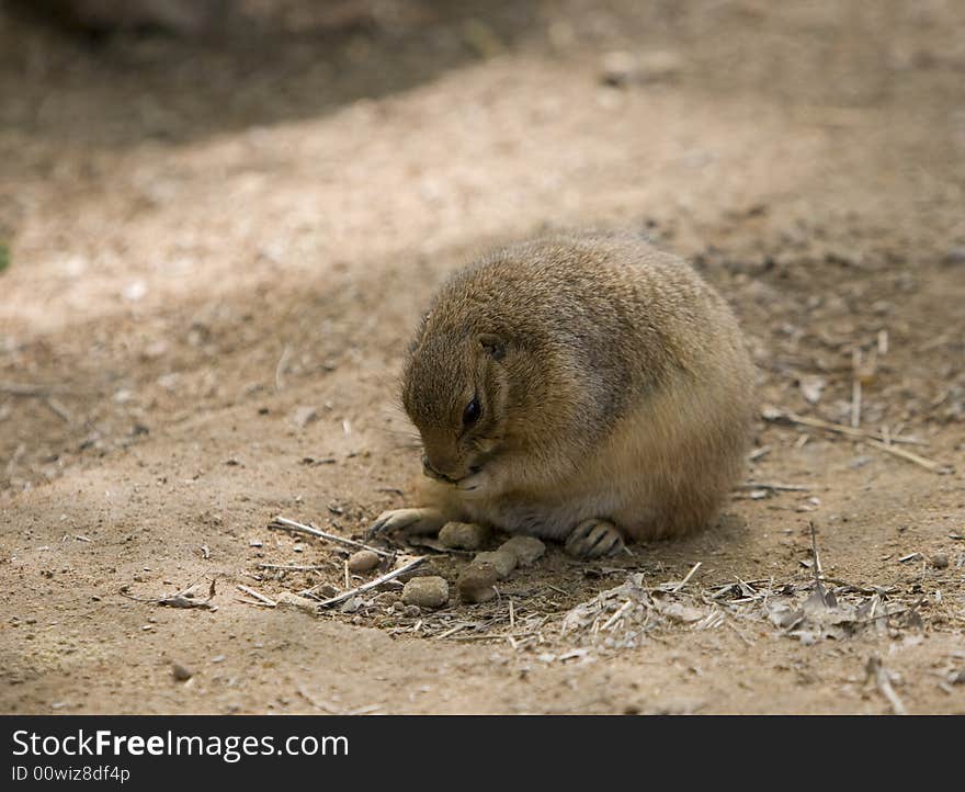 Prairie Dog