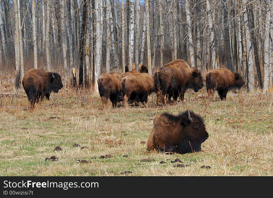 Bison Herd