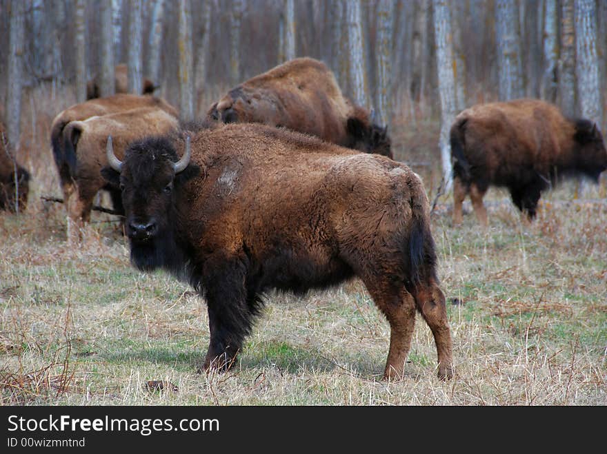 Bison herd