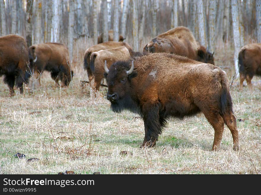 Bison herd