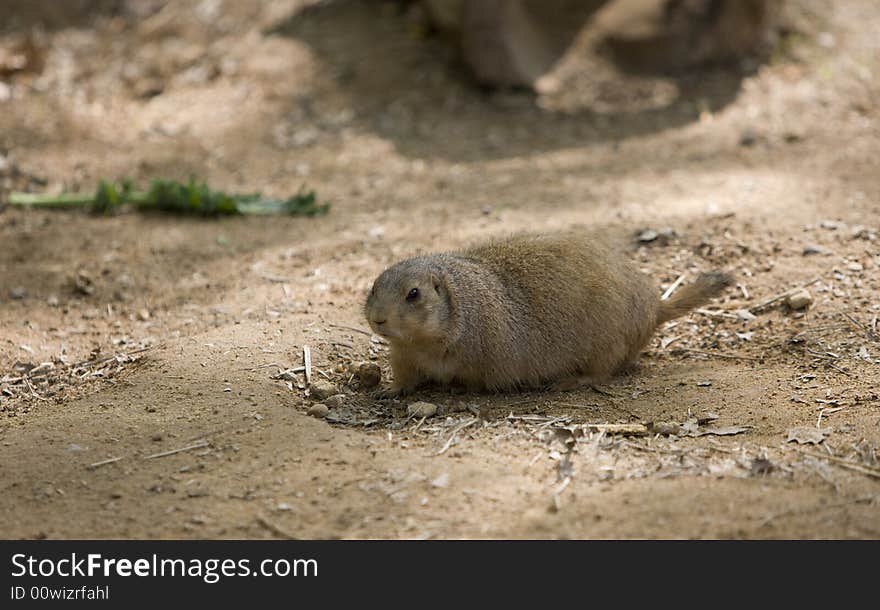 Prairie dog