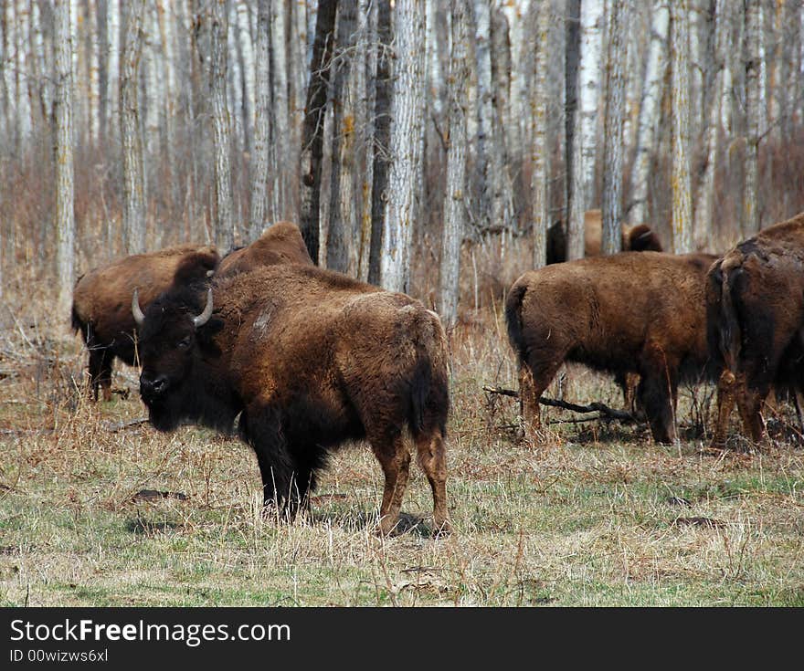 Bison herd