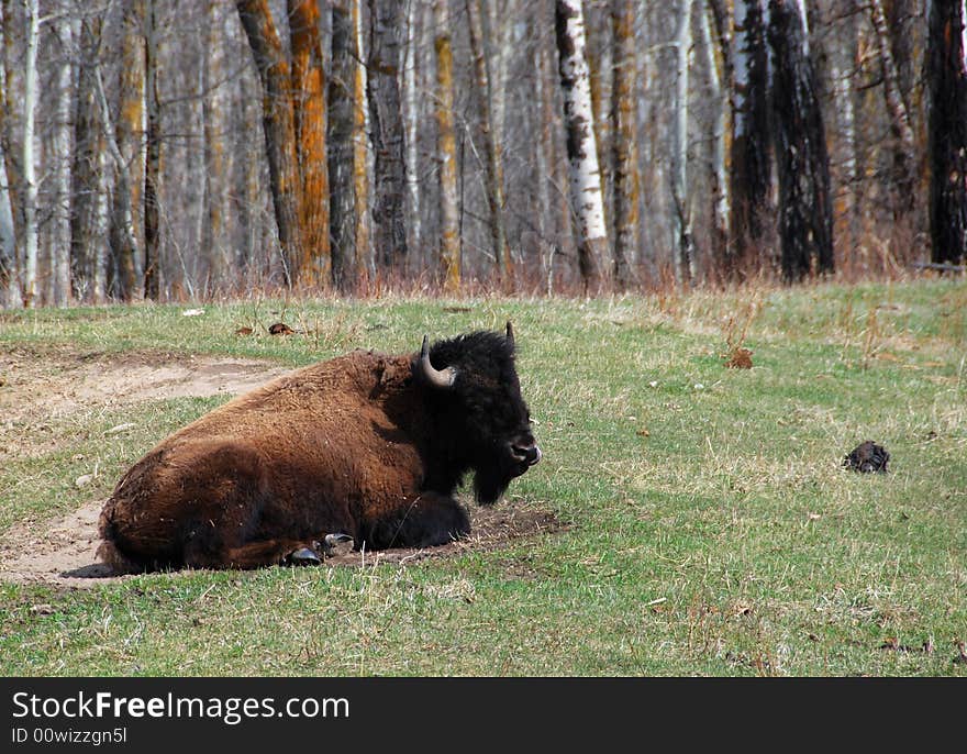 Bison herd