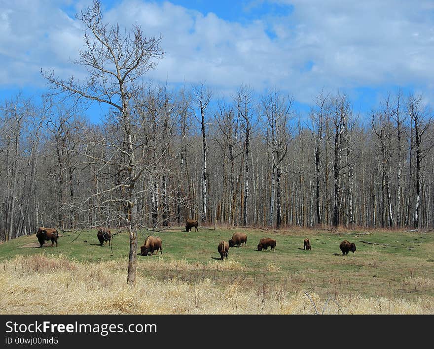 Bison herd eating grass on the meadow