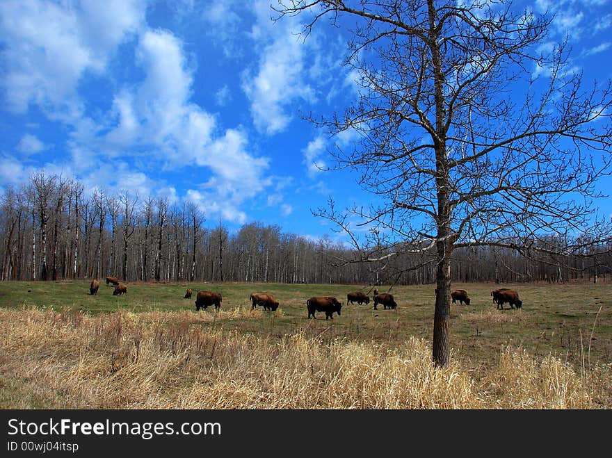 Bison herd