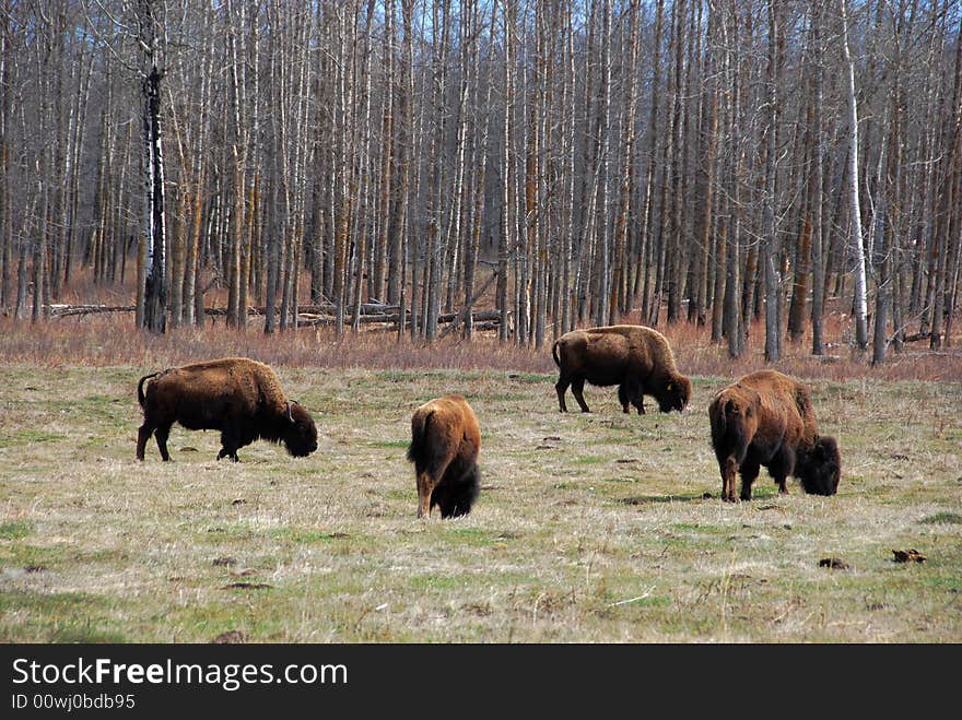 Bison eating grass on the farm. Bison eating grass on the farm