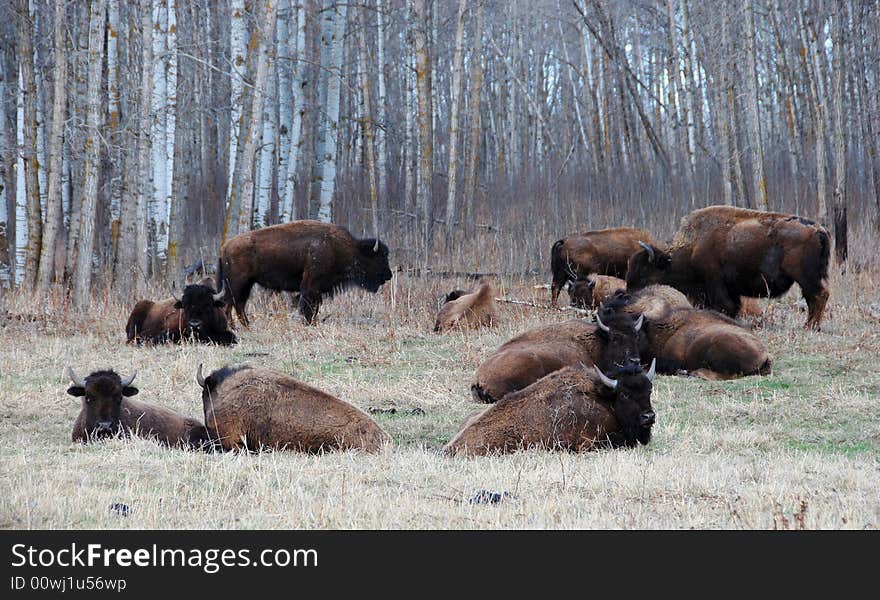 Bison herd