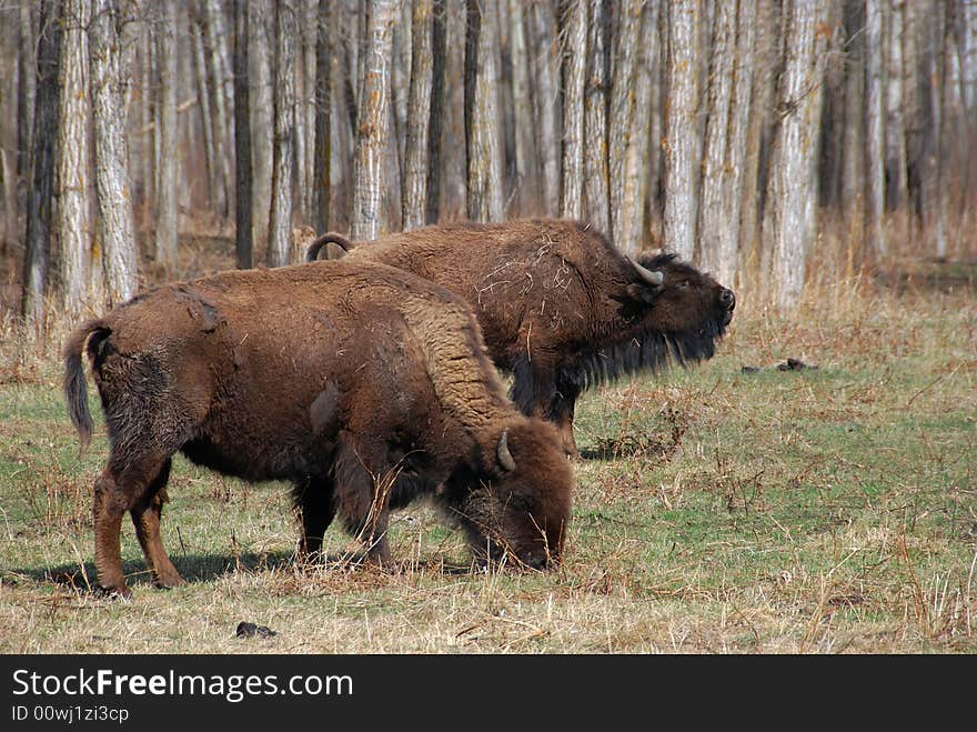 Two bison in Elk Island National Park