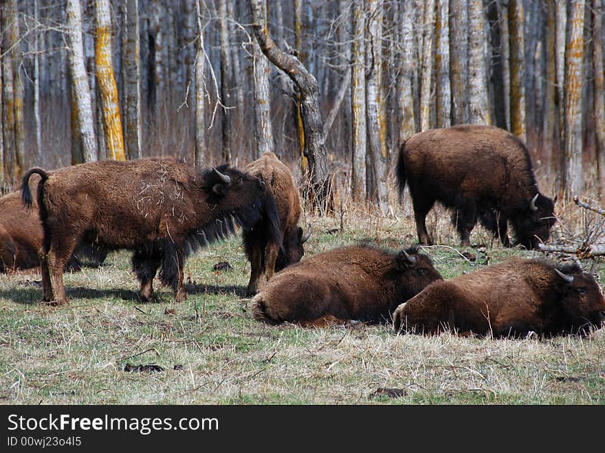 Bison herd