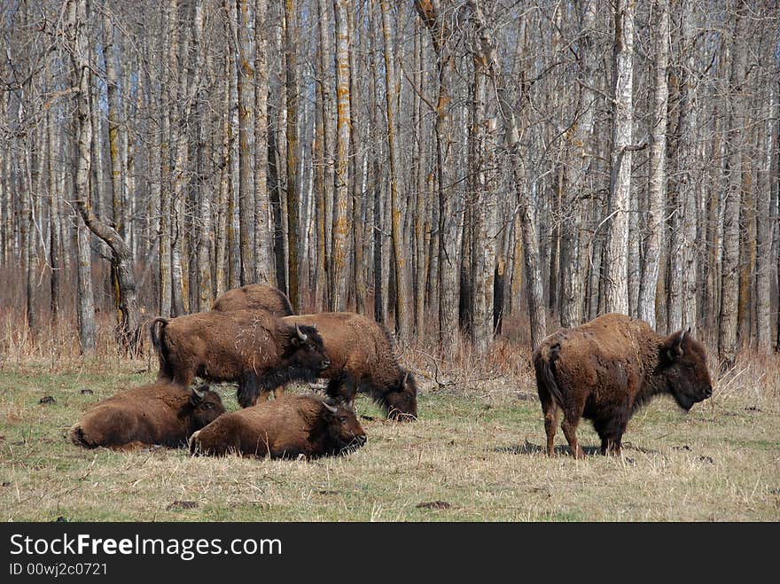 Bison herd