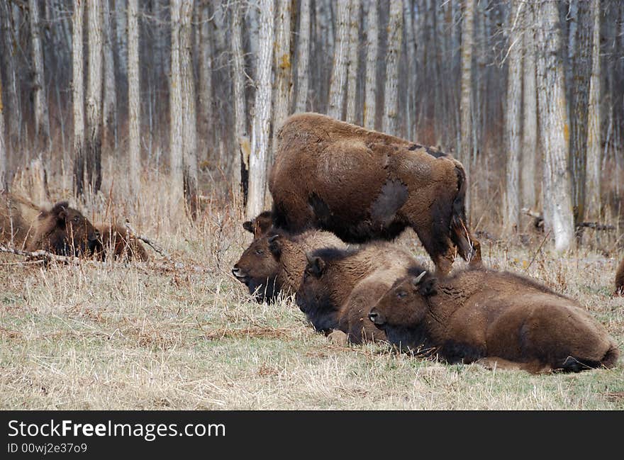 Bison herd