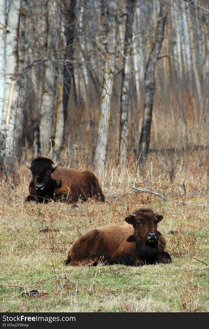 Two bison