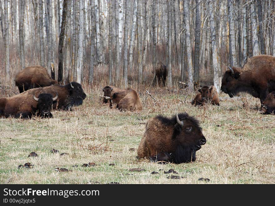 Bison herd