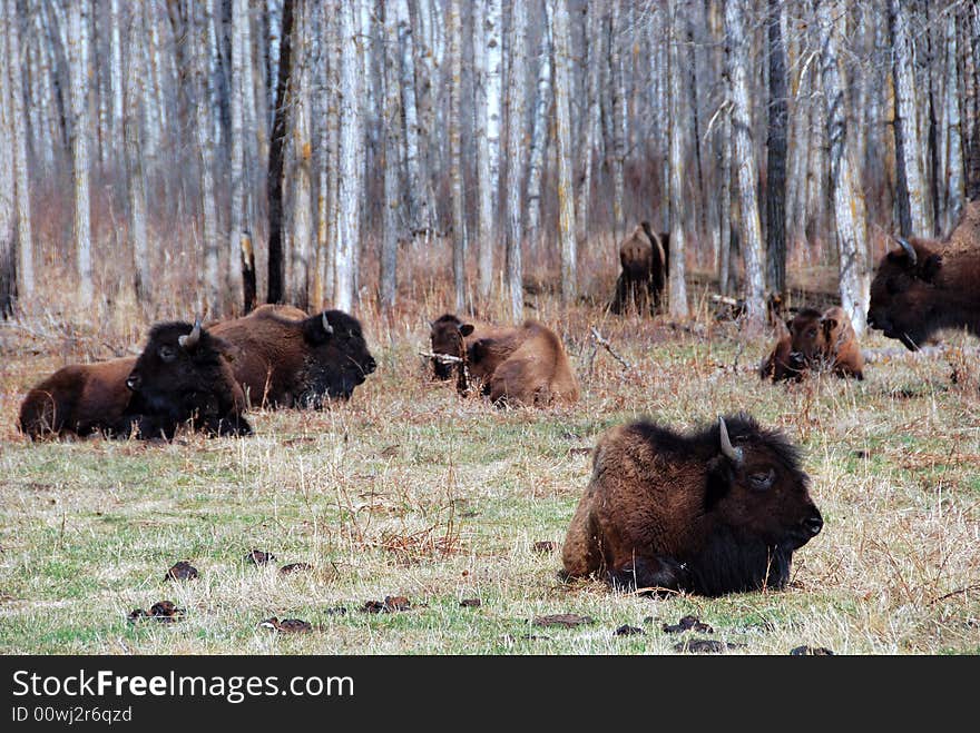 Bison herd