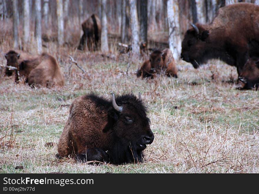 Bison herd