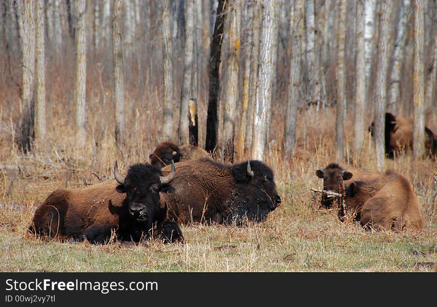 Bison herd