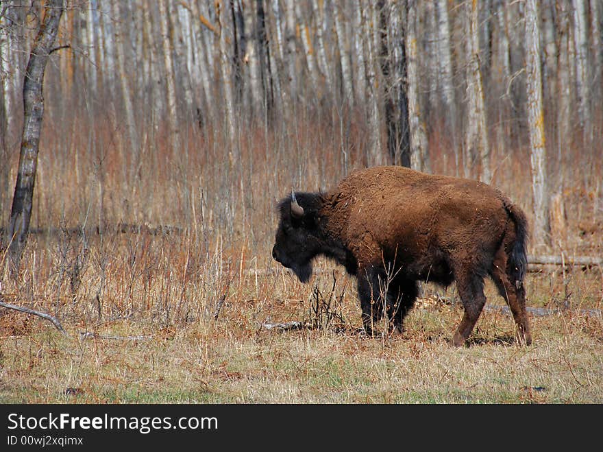 a bsion on the meadow in Elk Island National Park