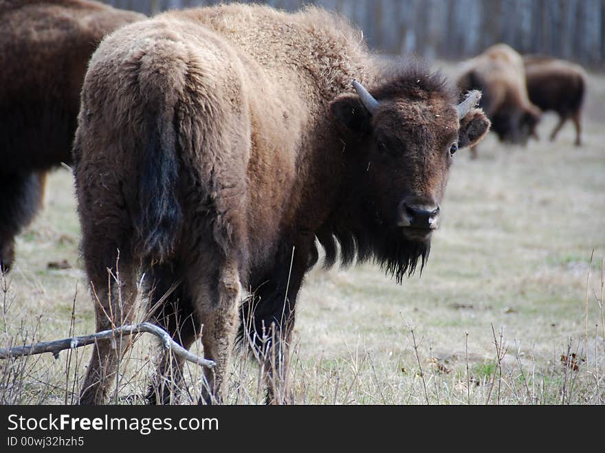 Bison Herd