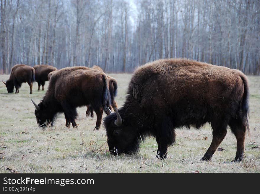 Bison herd