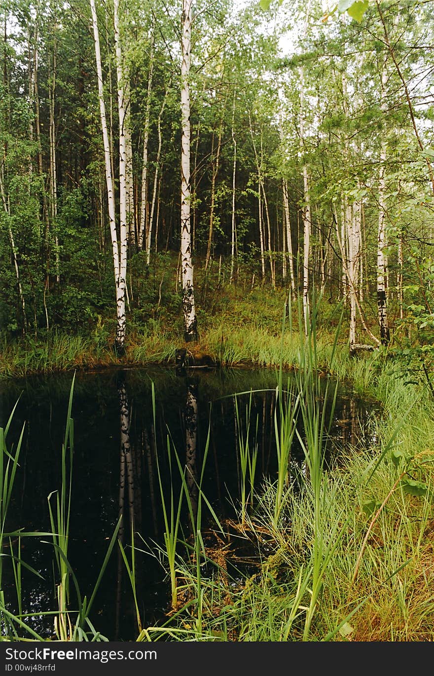 Birch wood on coast of lake. Photo.