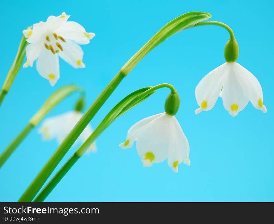 Spring flowers