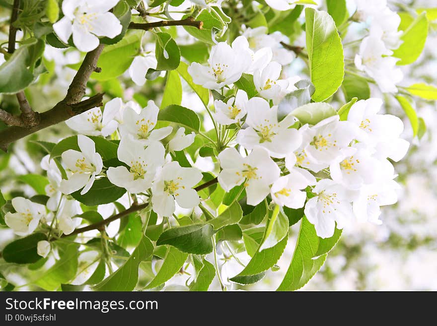 Apple tree blooming