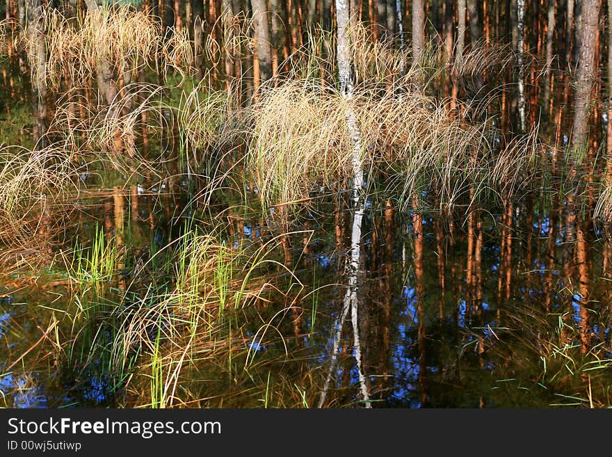 Tress and grass growing in water