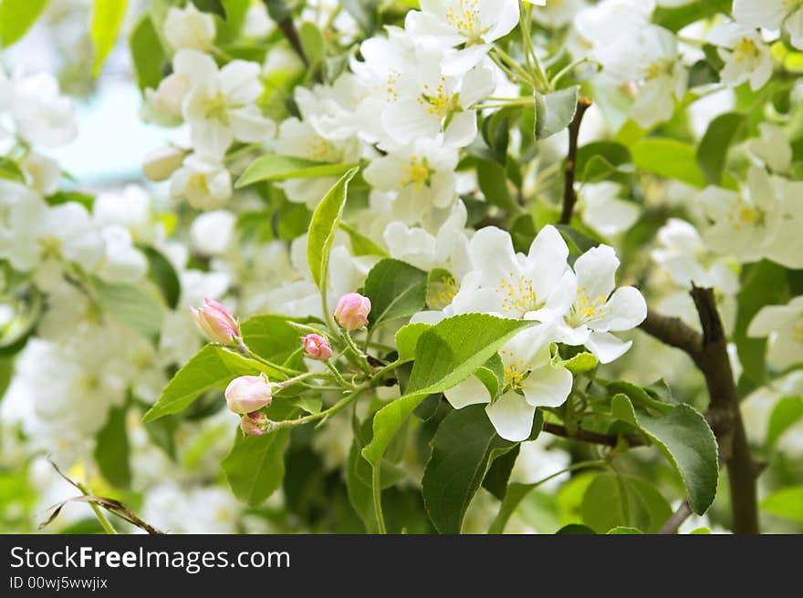 Beautiful apple tree blossoming background