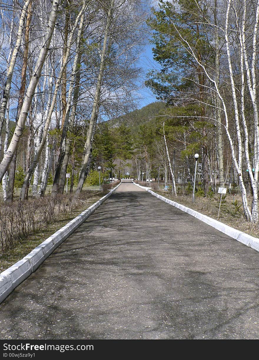 Green Birch avenue in the spring