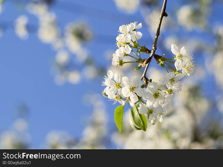 White spring flower in the wild-cherry tree.