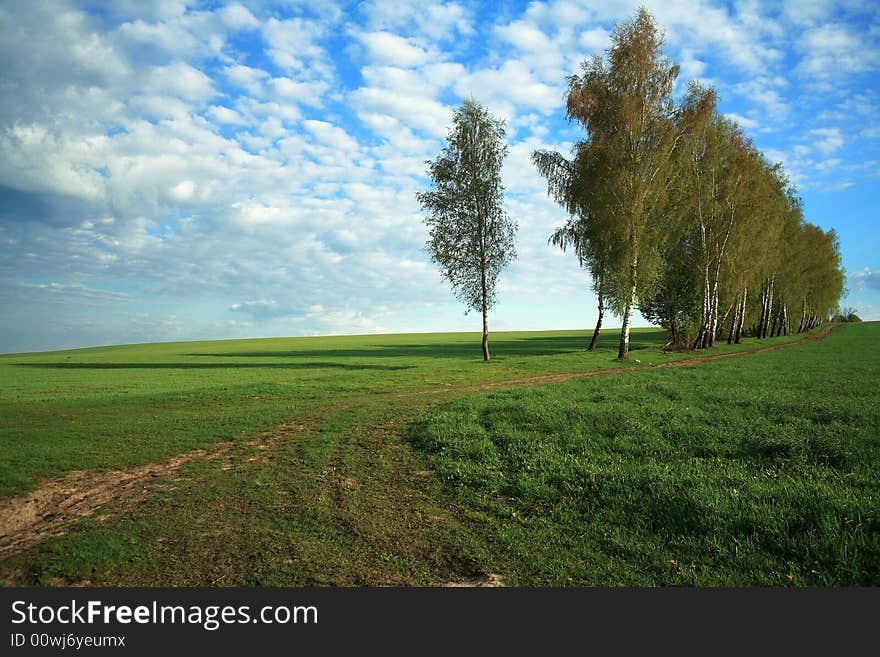 An image of a birches in green field. An image of a birches in green field