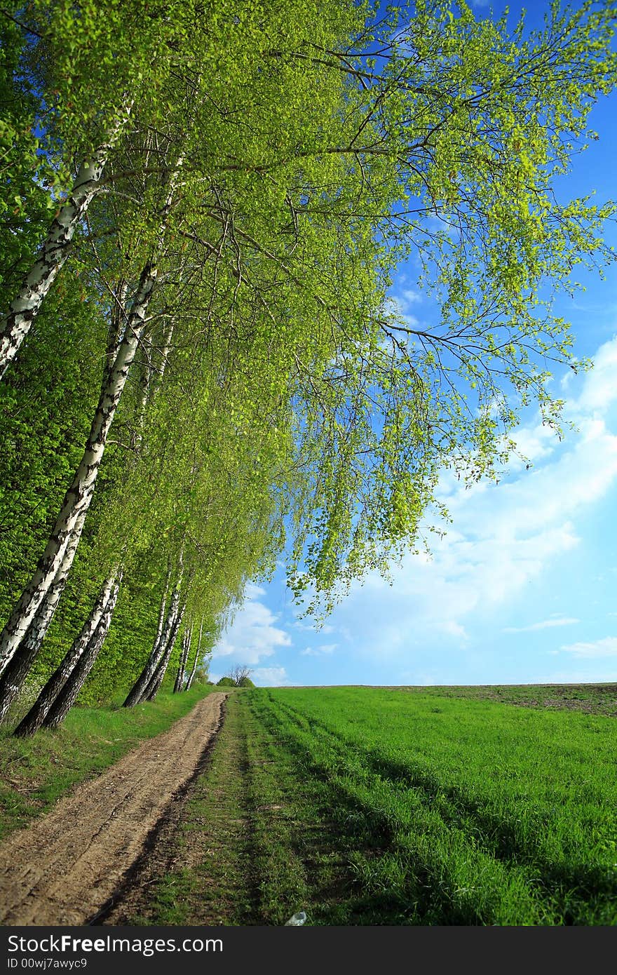 A road in a field and birches along it