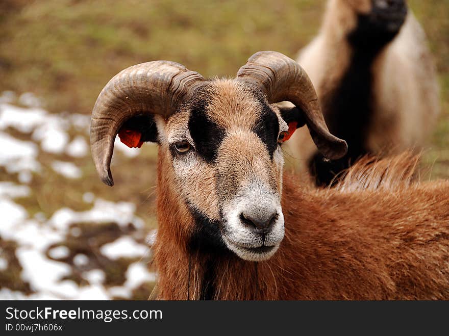 Mouflon