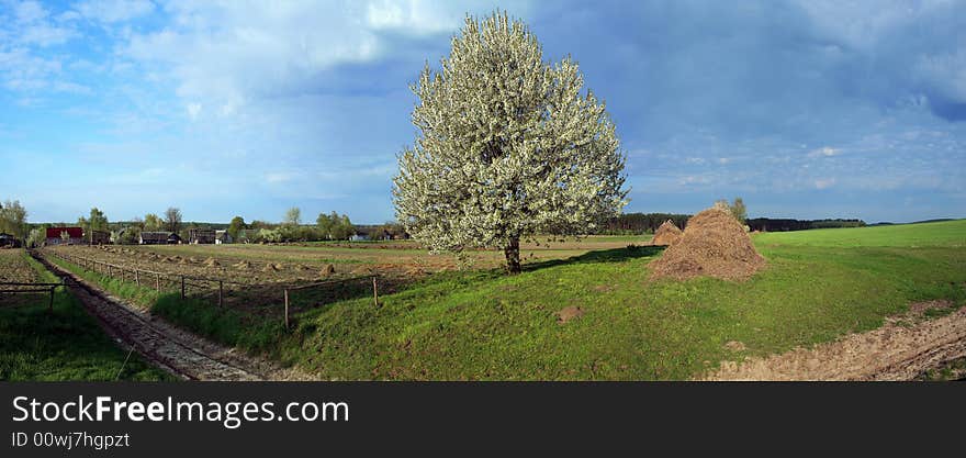 Panorama of a blooming tree in a field