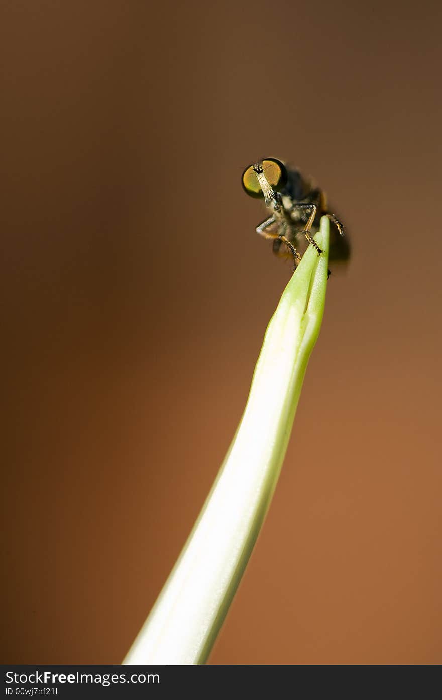 Fly on brach macro