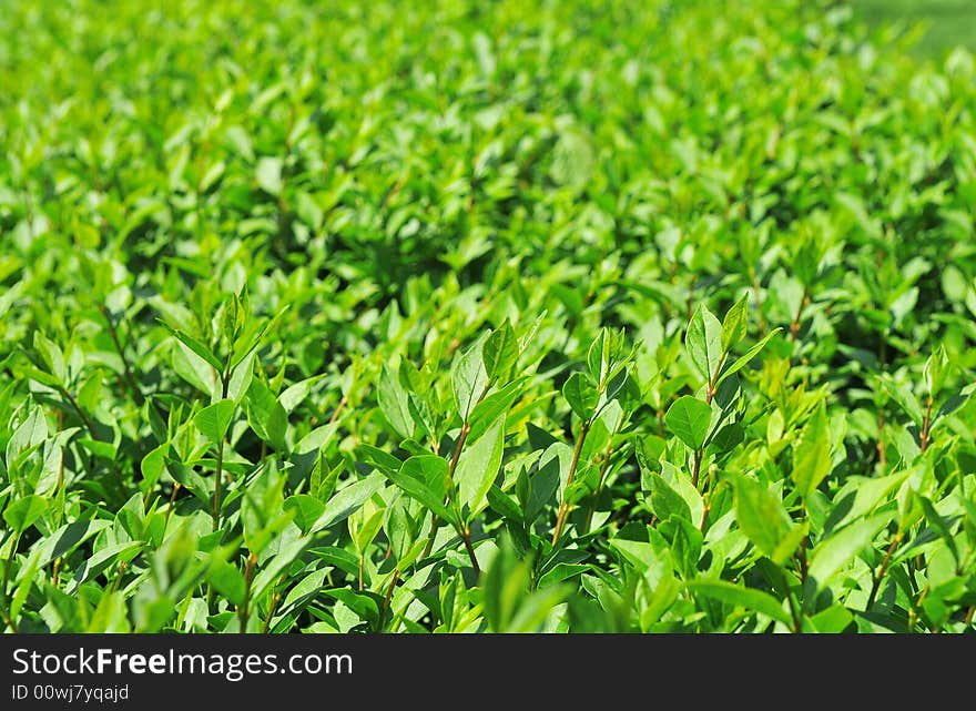 Close-up on a green bush. Close-up on a green bush