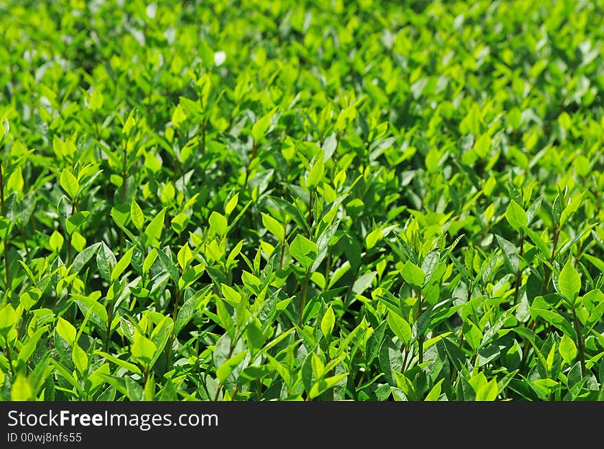 Close-up on a green bush. Close-up on a green bush