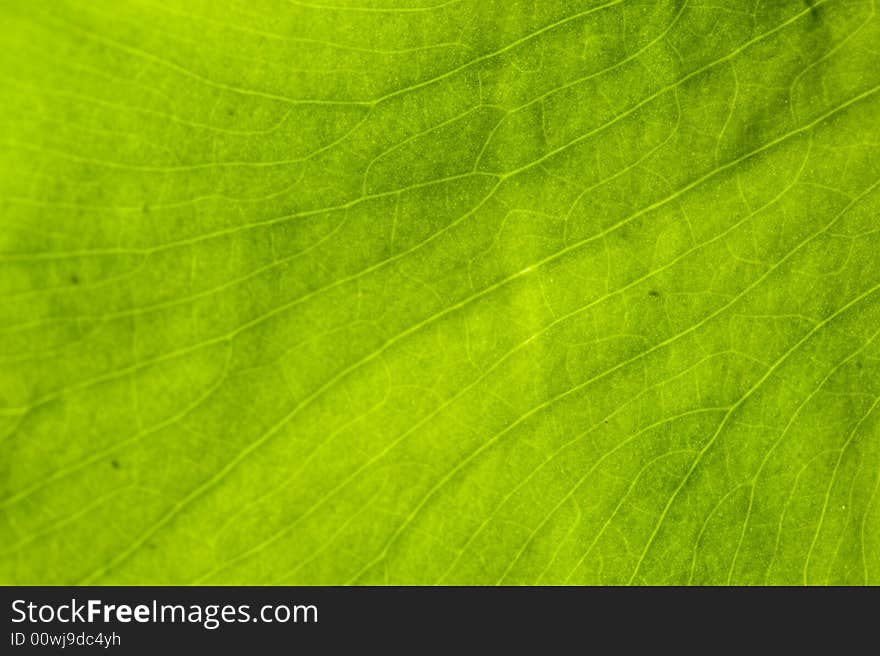 Macro image of a leaf in back light. Macro image of a leaf in back light.